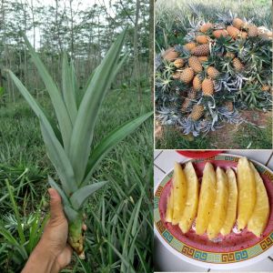 BIBIT NANAS MADU SUPER UNGGUL 12 BATANG