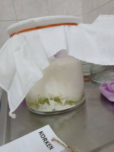 Active Milk Kefir Grains (25g + Starter Milk + guidance by professional)
