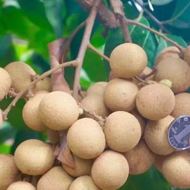 Fruit Seedlings Of Fruit Trees Longan Grafted Seedlings Bearing