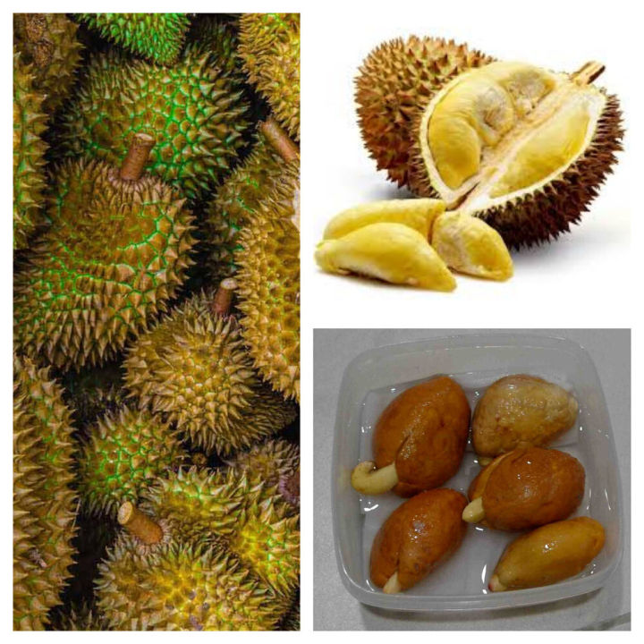 seeds Delicious Durian King Of Tropical Fruit Trees Bonsai Musang King ...