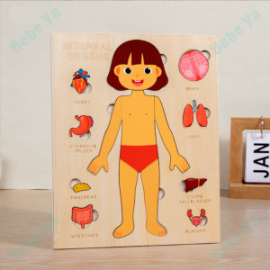 Human Body Anatomy Model Puzzle - Science Early Learning Organ Wooden Montessori Educational Toys For Kids