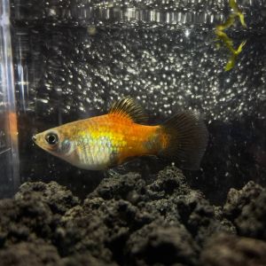 LIVE FISH PLATY RANDOM COLOUR