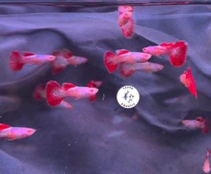 5pcs Albino Anaconda Guppy Fish(Male)/ Livefish/ Freshwater/ 孔雀鱼
