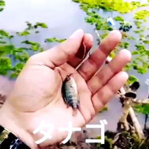 [ BELI 2 GRATIS 1 ] Umpan pancing wader nila nilem micro fishing