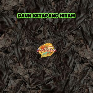 🇸🇬 GOBETTA WHOLESALE PRICE SUPER DARK GRADE A+ KETAPANG LEAVES SUPER BLACK KETAPANG BETTA FISH READY TO USE PREMIUM QUALITY BETTA SHOP BETTA STORE FISH SHOP BETTA OUTLET BETTA RETAIL BETTA RETAIL SHOP BETTA SINGAPORE ONLINE SHOP BETTA MARKET