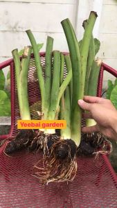 บอนหนังจระเข้เขียวColocasia green alligator ของแท้หายาก ส่งแบบตัดใบห่อตุ้มราก