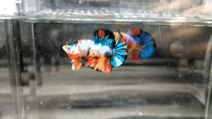 ปลากัดแคนดี้ เกรดAAAเกรดทำพ่อพันธ์