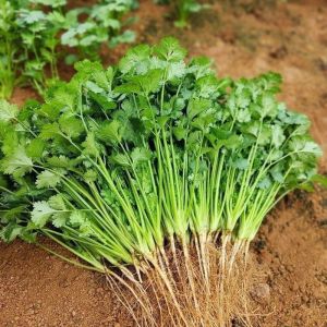 Biji Benih Daun Ketumbar(150 seeds )/芫茜籽/香菜种子/Coriander Seeds
