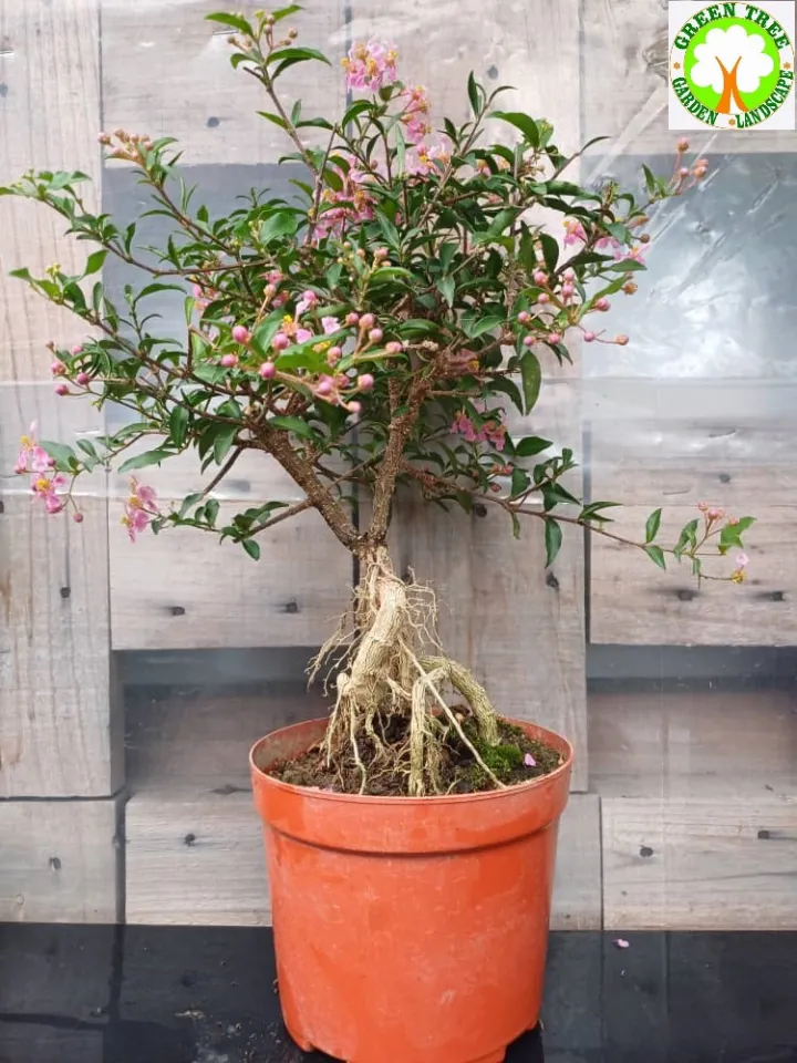 Bonsai - Prunus Cerasifera Lee Cherry Stem  for HOME/OFFICE  decoration Shrubs And Tree Seeds Bonsai Home Office Decor Bonsai Indoor  Decorative Bonsai - Lazada | Lazada
