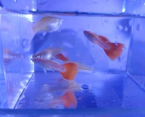 Big Tail Sky Blue Guppy (Female) 天空蓝孔雀母鱼/Sky Red Guppy (Male) 天空红孔雀公鱼