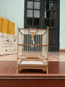 Khung lồng chim khuyên nan cáp quang - khung lồng khuyên kèm móc nậm khung lồng chất liệu trúc già xử lí