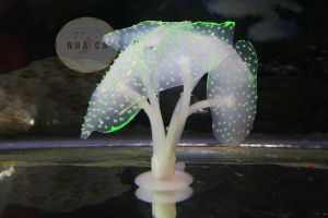 HẢI QUỲ MINI DẠ QUANG- PHỤ KIỆN TRANG TRÍ – PHỤ KIỆN HỒ CÁ – THỦY SINH