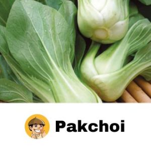 BUY1 TAKE1 Vegetable Seeds with label AMPALAYA KAMATIS TALONG OKRA LETTUCE PECHAY UPO PATOLA SALUYOT SILI LABUYO CABBAGE KALABASA.
