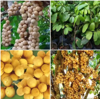 Diok Tree