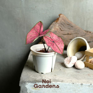 Caladium Pink Blush – Vibrant Artistic Beautiful and Easy Care House Plant