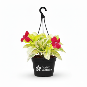 tanaman hias gantung berbunga cassandra variegata