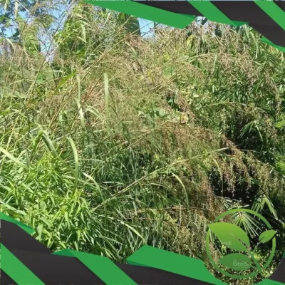 terbaru KEMBANG SEREH MERAH BUNGA SERAI LANANG ASLI TERLARIS 100% asli