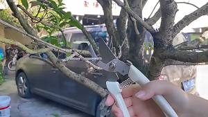 Gardening Pruning Shears Fruit Tree Garden Floral Scissors   Durable Stainless Steel Flower Pruning and Fruit Picking Scissors   Tools [ Free Shipping ]