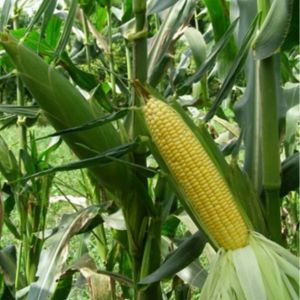 เมล็ดพันธุ์ข้าวโพดหวานซุปเปอร์ (ฝักใหญ่ หอมหวาน อร่อย)