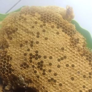 Jual Sarang Telur Lebah & Tawon Untuk Umpan Pancing