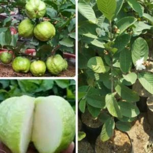 Bibit Jambu Kristal Berbunga/Berbuah