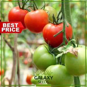 "GalaxySeeds" Tomato Seeds for Planting Vegetable Plants (20 Seed) Including fertilizer - Tomatoes Plant
