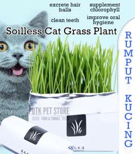 Pet Wheat Grass Plant Kit Cat Grass/Rumput Kucing-Soilless