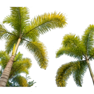 10pcs Fox Tail Palm Seeds
