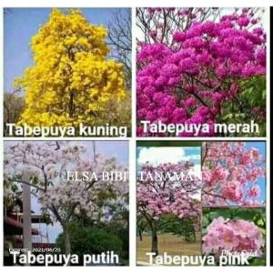 PAKET 4 WARNA TANAMAN BUNGA TABEBUYA (SUPER)