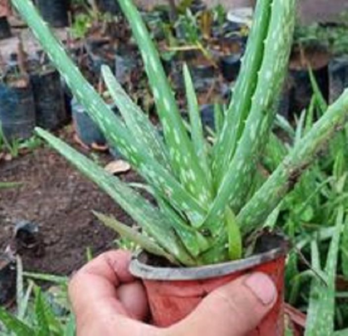 ALOE VERA PUPS 1 PCS LIVE PLANT FOR PLANTING Indoor Plants Seeds Philippines  Fresh Plant Minimum 12 Months Shelf Life - Lazada | Lazada PH