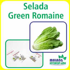 Benih Selada Green Romaine Unggulan Berkualitas biji bibit repack romain rumana hijau merah lettuce cos sayur sayuran tanaman pot hydroponik hidroponik