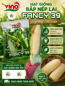 2kg hạt giống ngô nếp lai Thái Lan Fancy 39 (tặng kèm bắp tím)