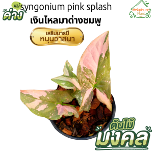 ต้นเงินไหลมา พิ้งค์สแปลช เงินไหลมาด่างชมพู ซินโกเนียมพิ้งค์สแปลช syngonium pink splash เงินไหลมาด่างชมพู ซินโกเนียมพิ้งค์สแปรช ในกระถาง 3 นิ้ว