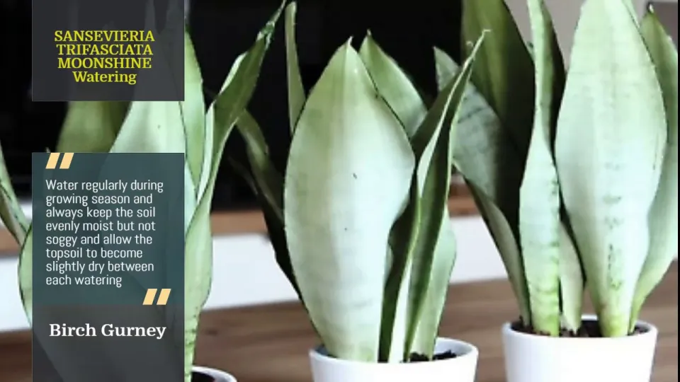 0.3 m Moonshine Sansevieria - Air Cleaning / Purifying Plant (NASA  Research) in plastic or ceramic pot | Lazada Singapore