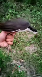 Racik Gantung wak-wak / ruak-ruak READY STOK..!!!