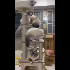 Cat Scratch Post Cat Tree Tower Cat Condo Cat Condo Cat Tree Climbing Cat Tower All-season Universal Integrated Solid Wood