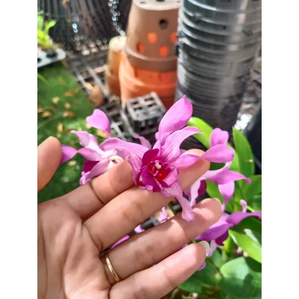 Dendro%20n%E1%BA%AFng%20L%C6%B0%E1%BB%A1i%20B%C3%B2%20T%C3%ADm%20-%20C%C3%A2y%20t%C6%A1%20s%E1%BA%AFp%20cho%20hoa%20-%20Image%205