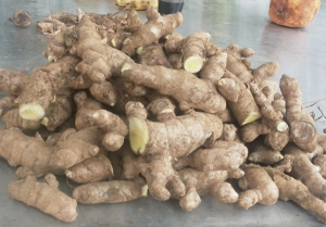 Jahe Emprit Cuci Super/ Jahe Emprit Lokal/ Jahe Emprit Segar/ Fresh Local Emprit Ginger