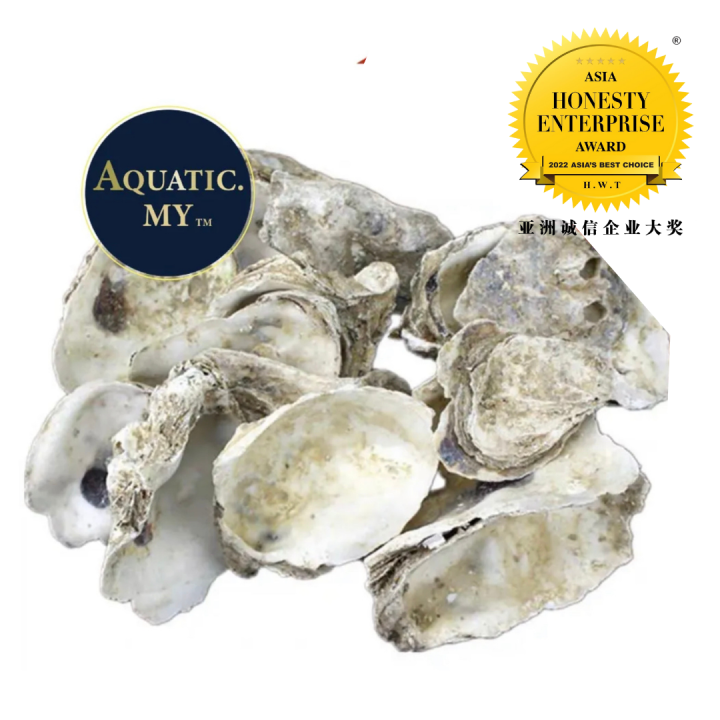 Natural Oyster Shell Large Size 500g1kgkulit Tiramkulit Kerangaquarium Filter Media 3797