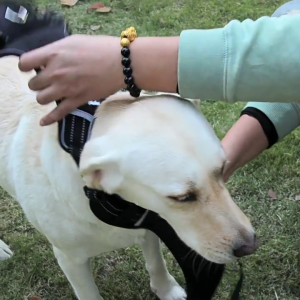 Dog Vest Adjustable Training Harness for Running & Swimming for Medium and Large Dogs Vest Harness Heavy Duty