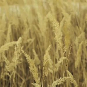 Rompi Sholat Madani Rosal: Pilihan Terbaik untuk Ibadah