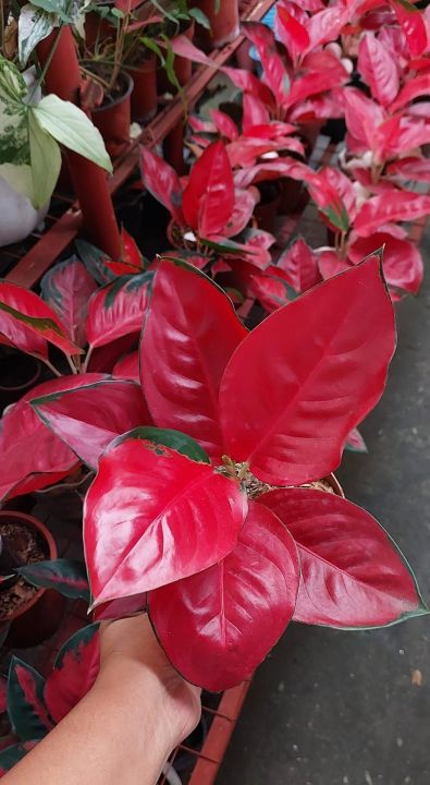 anthurium luxurian Anthurium luxurians #18