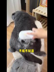 [Anti static] Charging spray floating hair comb cat dog massage steam bath special pet hair remover mite removal massage brush