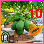 SeedsPLAZA™ - Bonsai Papaya (20 Seeds) for Planting Vegetable Plants + Instructions Dwarf Red Baby F1 Plant Seed