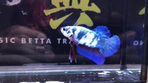 *RANDOM PICK* Galaxy Plakat Betta fish/ ikan laga S / S+ / M