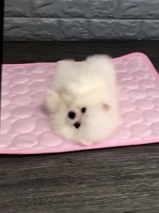 [MochiHome]Pet Cooling Pad Mat For Dog Cat Breathable Washable For Small Medium Large Pets