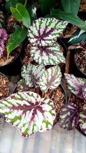 Tanaman Hias Bunga Begonia Rex Pelangi untuk Dekorasi Rumah & Taman