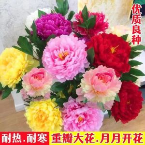 Peony flowers lawn flowers four-season vegetables and ornamental plants
