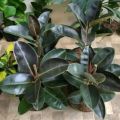 ( BISA COD ) Tanaman Hias Karet Kebo Merah Ficus Elastica / Pohon Karet Kebo Merah Tanaman Hidup Karet Kebo Tanaman Indoor Ficus Elastica. 