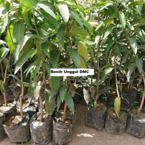 Bibit Mangga Irwin Hasil Okulasi Tinggi 1 Meter